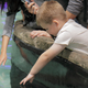 Illustration for article titled Aquarium Touch Tank Lets Kids Pet Water In Natural Environment